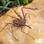 Tailless Whip Scorpions For Sale - Underground Reptiles