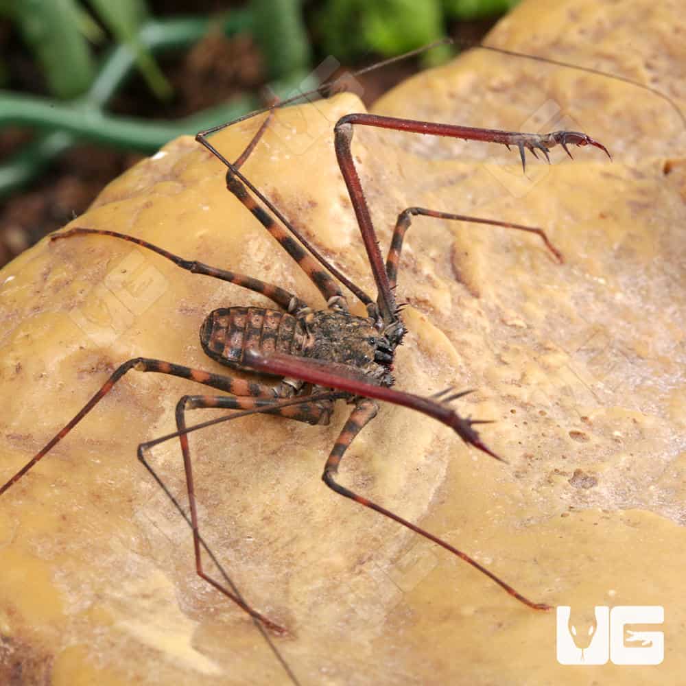 Tailless Whip Scorpions For Sale - Underground Reptiles