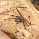 Tailless Whip Scorpions For Sale - Underground Reptiles