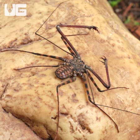 Tailless Whip Scorpions For Sale - Underground Reptiles