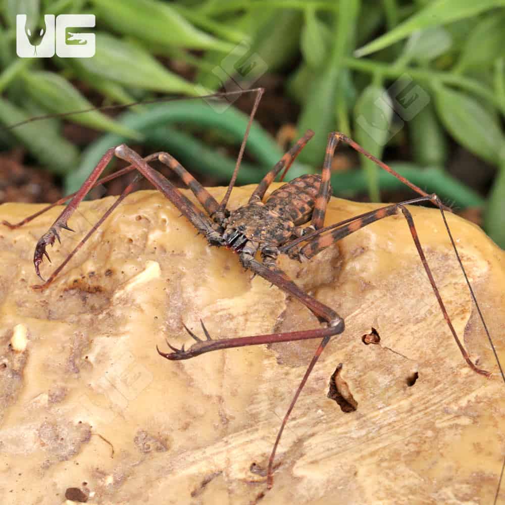 Tailless Whip Scorpions For Sale - Underground Reptiles