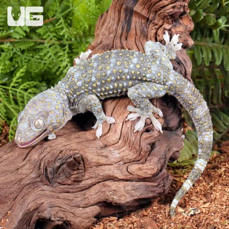 Platinum Tokay Geckos for sale - Underground Reptiles