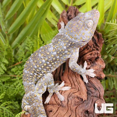Platinum Tokay Geckos for sale - Underground Reptiles
