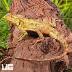 Vietnamese Tree Calotes For Sale - Underground Reptiles