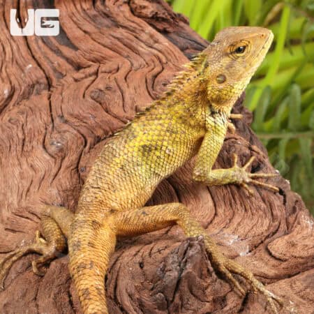 Vietnamese Tree Calotes For Sale - Underground Reptiles