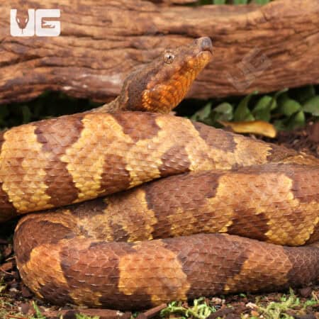 Viper Boa For Sale - Underground Reptiles