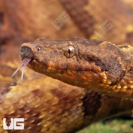 Viper Boa For Sale - Underground Reptiles