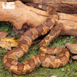 Viper Boa For Sale - Underground Reptiles