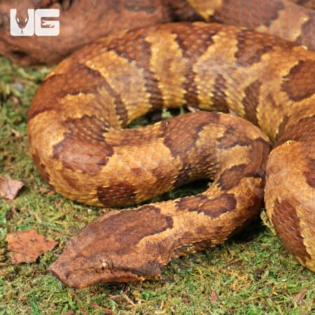 Viper Boa For Sale - Underground Reptiles
