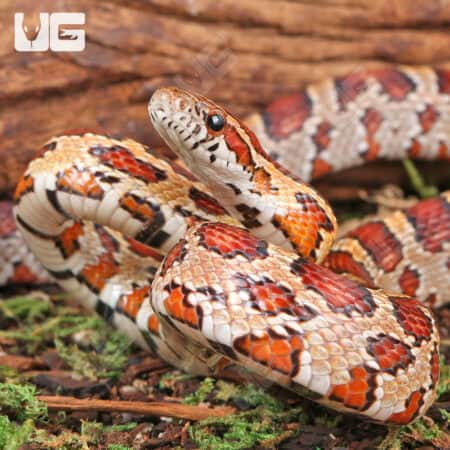 Yearling Classic Cornsnakes For Sale - Underground Reptiles
