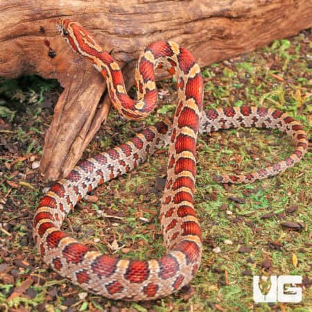 Yearling Classic Cornsnakes For Sale - Underground Reptiles