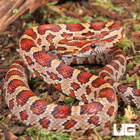 Yearling Classic Cornsnakes For Sale - Underground Reptiles