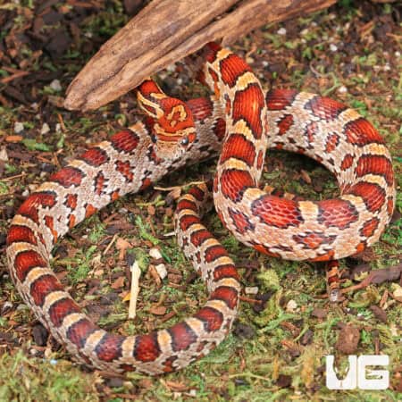 Yearling Classic Cornsnakes For Sale - Underground Reptiles