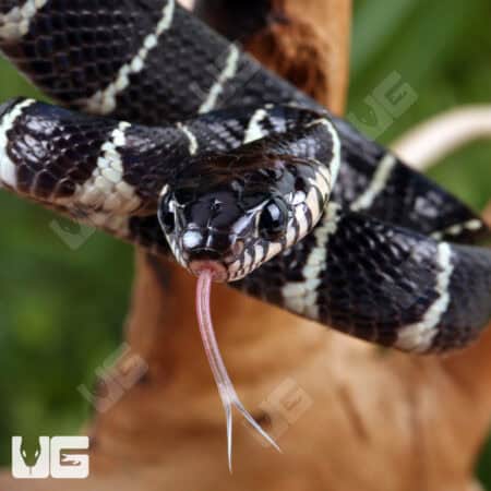 Close-up of a baby Axanthic Mangrove Snake with black and white pattern, tongue flicking, on a branc.