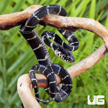 Baby Axanthic Mangrove Snakes For Sale - Underground Reptiles