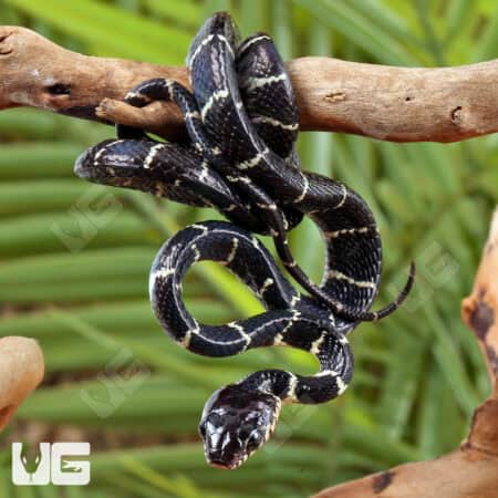 Baby Axanthic Mangrove Snakes For Sale - Underground Reptiles