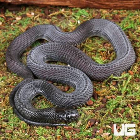 African File Snake For Sale - Underground Reptiles