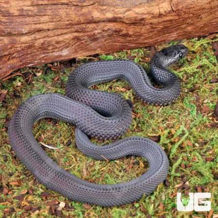 African File Snake For Sale - Underground Reptiles