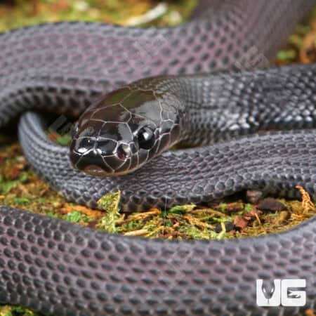 African File Snake For Sale - Underground Reptiles