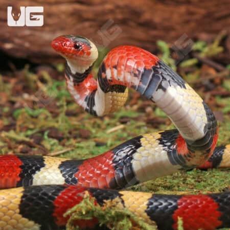 Scarlet Kingsnake close-up, showcasing vibrant red, black, and yellow pattern.