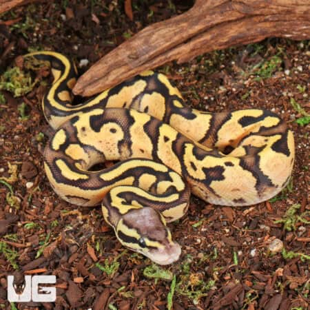 Baby Ball Pythons For Sale - Underground Reptiles