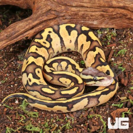 Baby Ball Pythons For Sale - Underground Reptiles