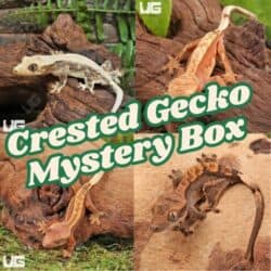 LIVE Crested Gecko Mystery Box (2 Geckos)