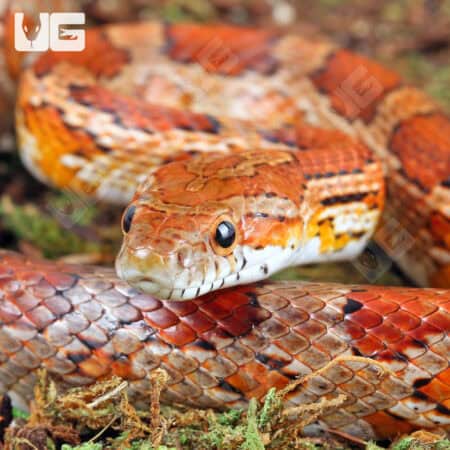 Adult Classic Cornsnakes For Sale - Underground Reptiles