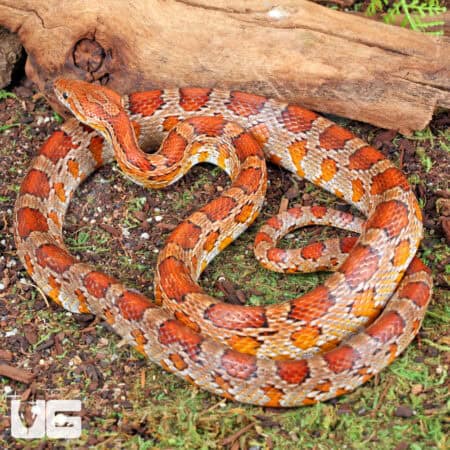 Adult Classic Cornsnakes For Sale - Underground Reptiles