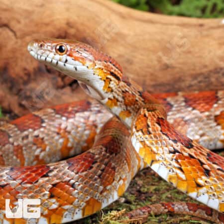 Adult Classic Cornsnakes For Sale - Underground Reptiles