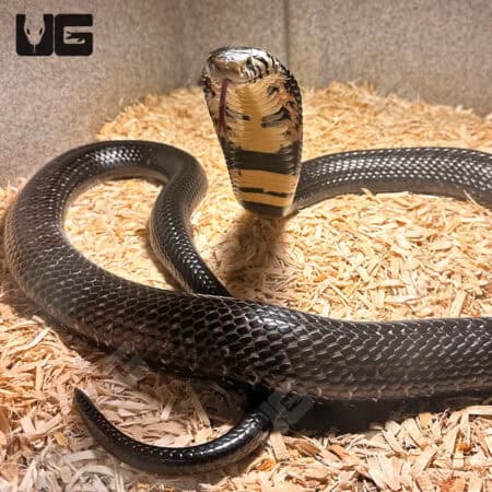 Forest Cobra (Naja melanoleuca) For Sale - Underground Reptiles