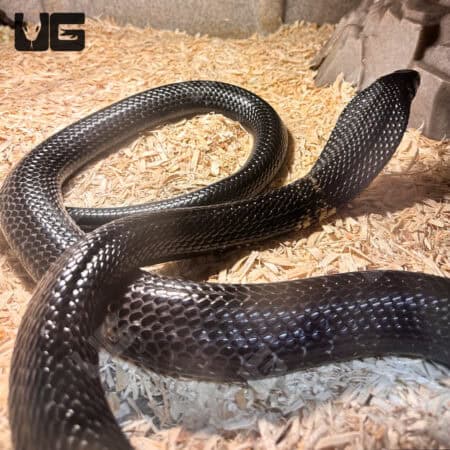 Forest Cobra (Naja melanoleuca) For Sale - Underground Reptiles