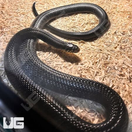 Forest Cobra (Naja melanoleuca) For Sale - Underground Reptiles