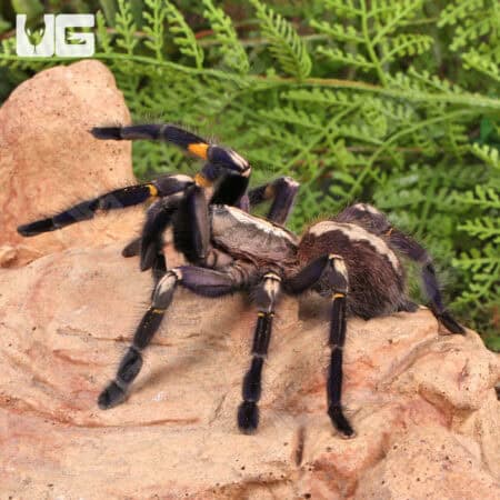 Gooty Sapphire Ornamental Tarantulas For Sale - Underground Reptiles
