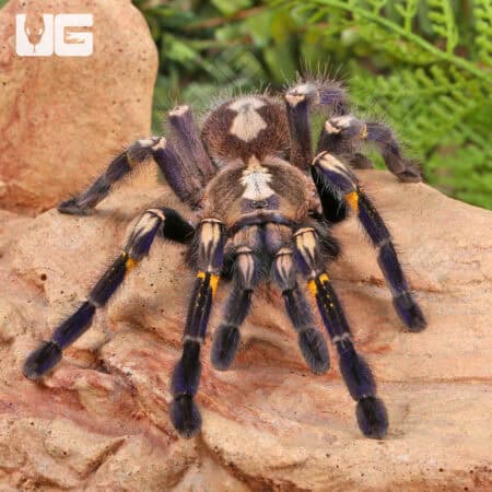 Gooty Sapphire Ornamental Tarantulas For Sale - Underground Reptiles