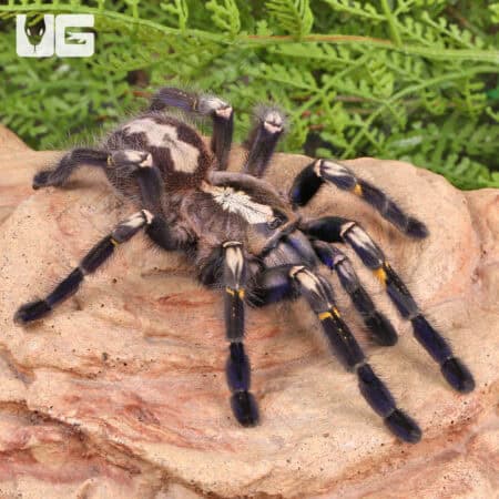 Gooty Sapphire Ornamental Tarantulas For Sale - Underground Reptiles