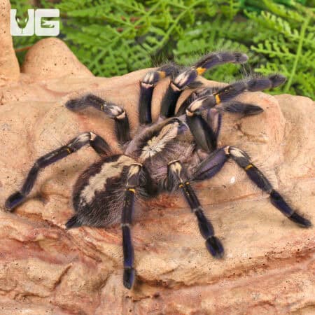 Gooty Sapphire Ornamental Tarantulas For Sale - Underground Reptiles
