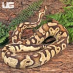 Adult Male Pastel Fire Het Pied Ball Python For Sale - Underground Reptiles