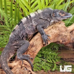 Spiny Tailed Iguana For Sale - Underground Reptiles