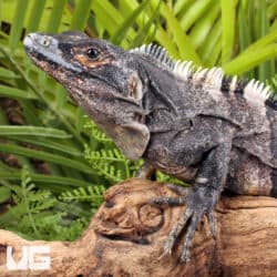 Spiny Tailed Iguana For Sale - Underground Reptiles