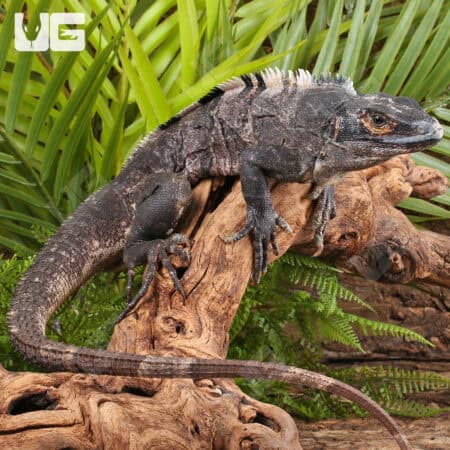 Spiny Tailed Iguana For Sale - Underground Reptiles