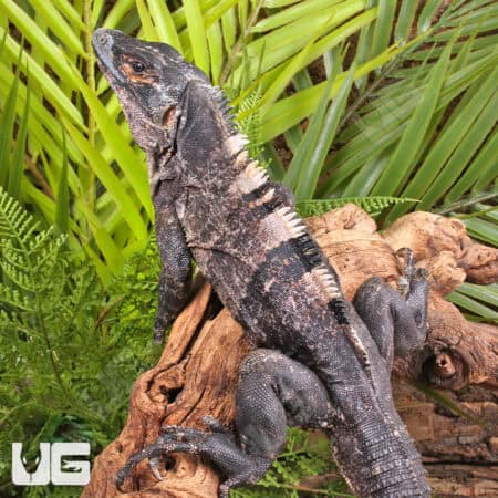 Spiny Tailed Iguana For Sale - Underground Reptiles