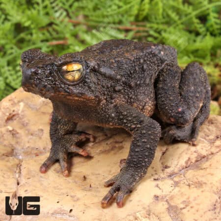 Asian Giant River Toad (Phrynoides asper) For Sale - Underground Reptiles