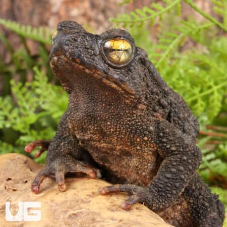 Asian Giant River Toad (Phrynoides asper) For Sale - Underground Reptiles