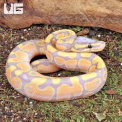 Baby Banana Ball Python For Sale - Underground Reptiles