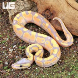 Baby Banana Ball Python For Sale - Underground Reptiles