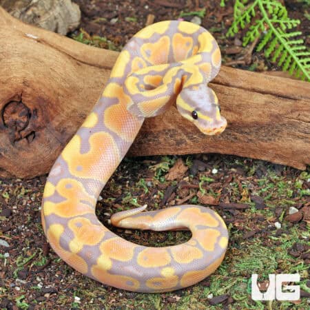 Baby Banana Ball Python For Sale - Underground Reptiles