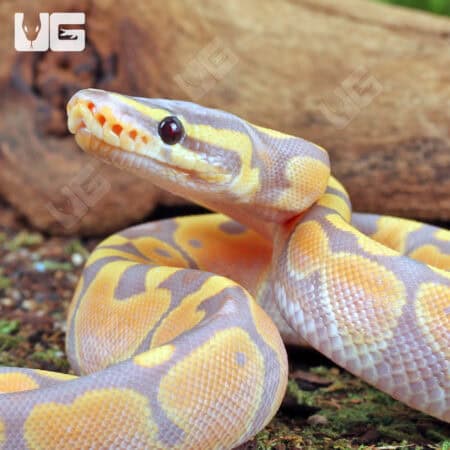 Baby Banana Ball Python For Sale - Underground Reptiles