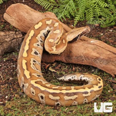 Baby Bangka Blood Pythons (Python curtus) For Sale - Underground Reptiles