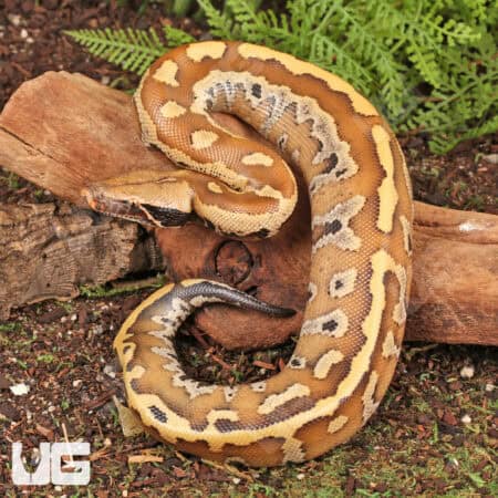 Baby Bangka Blood Pythons (Python curtus) For Sale - Underground Reptiles